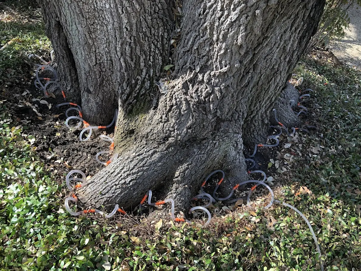 Detailed Tree Cabling and Bracing job site in Angie