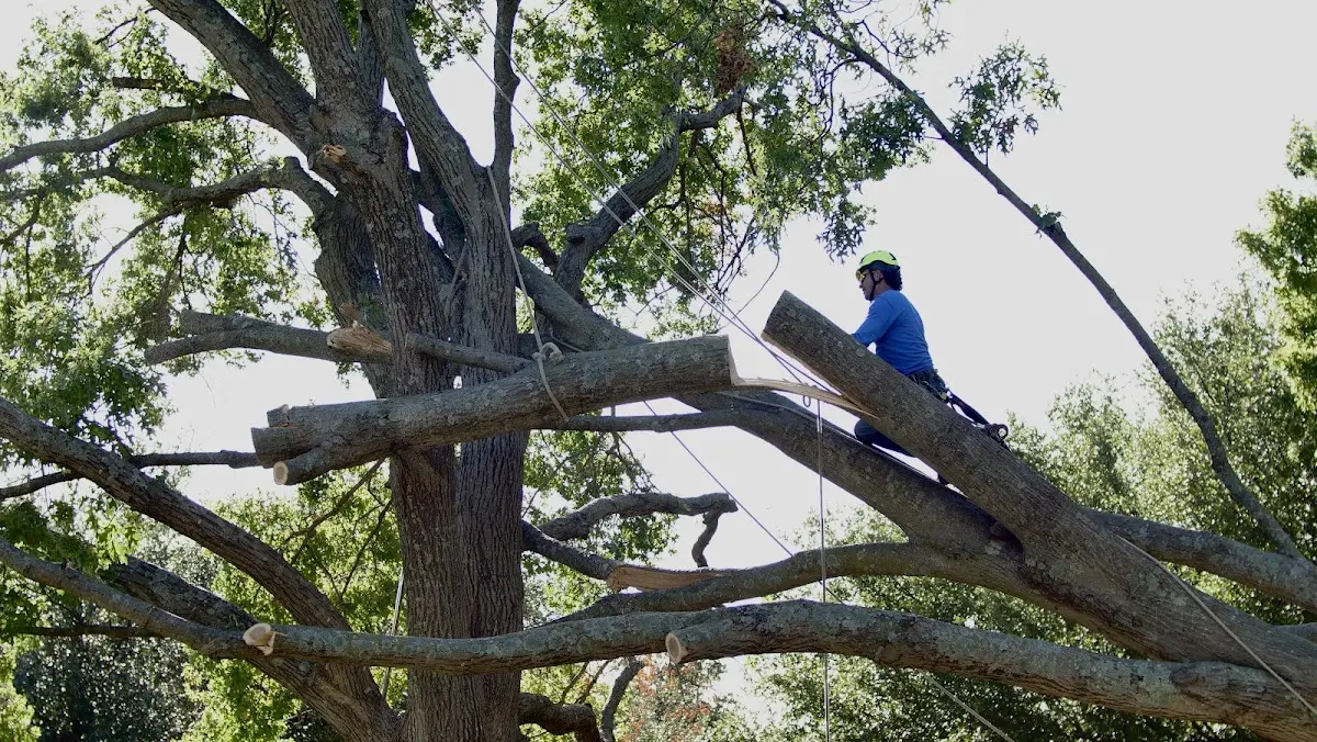 Professional Crown Thinning performed by certified arborists in Angie