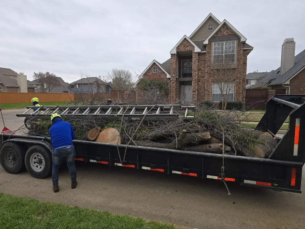Expert Tree Removal with proper safety equipment in Angie